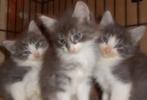 Raszuivere Noorse Boskat kittens zoeken fijn huisje, Poes, 0 tot 2 jaar