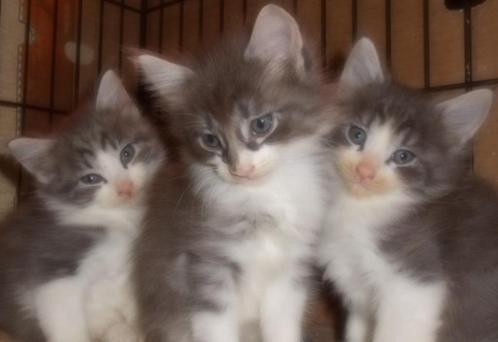 Raszuivere Noorse Boskat kittens zoeken fijn huisje, Dieren en Toebehoren, Katten en Kittens | Raskatten | Langhaar, Poes, 0 tot 2 jaar