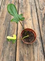 Philodendron Florida beauty, Huis en Inrichting, Ophalen, Overige soorten, Minder dan 100 cm