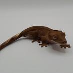 Red porthole dalmatian wimpergekko / crested gecko + lineage, Dieren en Toebehoren, Hagedis, Tam, 0 tot 2 jaar