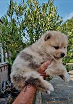 Pomsky pup Merle met EPR stamboom, CDV (hondenziekte), 8 tot 15 weken, Teef, Poolhond