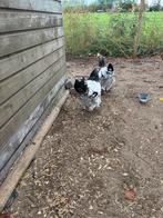 2 mooie brahma’s te koop, Dieren en Toebehoren, Pluimvee, Mannelijk, Kip