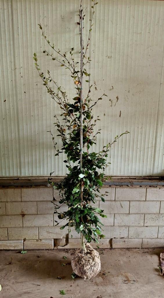 Fagus Sylvatica 'Dawyck'  🌳❗️Groene Zuilbeuk❗️🌳, Tuin en Terras, Ophalen, Bloeit niet, Halfschaduw