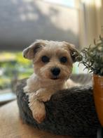 Oppas voor lief boomertje, Particuliere oppas