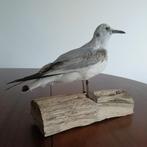 Opgezette meeuw in overgangskleed, Verzamelen, Dierenverzamelingen, Ophalen of Verzenden, Nieuw, Vogel, Opgezet dier