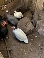 1-2 parelhoenders tekoop, Dieren en Toebehoren, Pluimvee, Meerdere dieren, Overige soorten