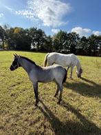Connemara met merrie veulen, Dieren en Toebehoren, Pony's, Merrie, D pony (1.37m tot 1.48m), Gechipt, 11 jaar of ouder