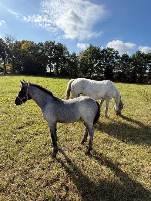 Connemara met merrie veulen, Dieren en Toebehoren, Pony's, Merrie, D pony (1.37m tot 1.48m), 11 jaar of ouder, Met stamboom, Gechipt