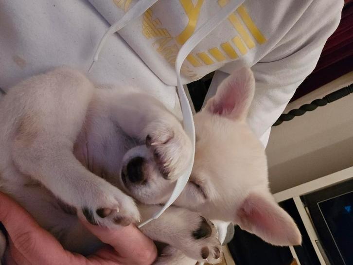 Unieke Shiba Inu x F1 Pomsky pup (laatste pup), Dieren en Toebehoren, Honden | Niet-rashonden, Middel, Teef, Particulier, Eén hond