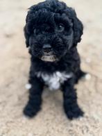 Mini labradoodle mini doodle pups zoeken forever home ♥️, Dieren en Toebehoren, Overige rassen, CDV (hondenziekte), 8 tot 15 weken