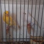 Kanaries, Dieren en Toebehoren, Meerdere dieren, Kleurkanarie