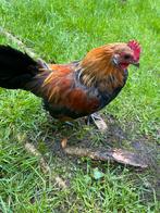 Hollandse krielkippen - gratis afhalen, Dieren en Toebehoren, Pluimvee, Meerdere dieren, Kip