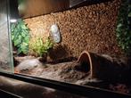 Vogelspin (Lasiodora Parahybana) & Terarrium, Dieren en Toebehoren, Spin of Schorpioen