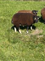 Dassenkop dekrammen, Dieren en Toebehoren, Schapen, Geiten en Varkens, Meerdere dieren, Schaap