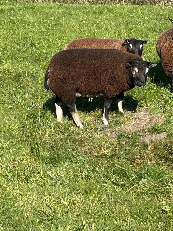 Dassenkop dekrammen, Dieren en Toebehoren, Schapen, Geiten en Varkens, Schaap, Meerdere dieren