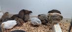 Jonge Chinese Dwergkwartels, Dieren en Toebehoren, Vogels | Overige Vogels, Meerdere dieren