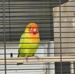 Koppel Agapornissen zijn niet tam hebben 2 nestjes gehad, Dieren en Toebehoren, Vogels | Parkieten en Papegaaien