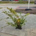 acer Campestre veldesdoorn pot gekweekt, Tuin en Terras, Bloeit niet, Overige soorten, Minder dan 100 cm, Ophalen