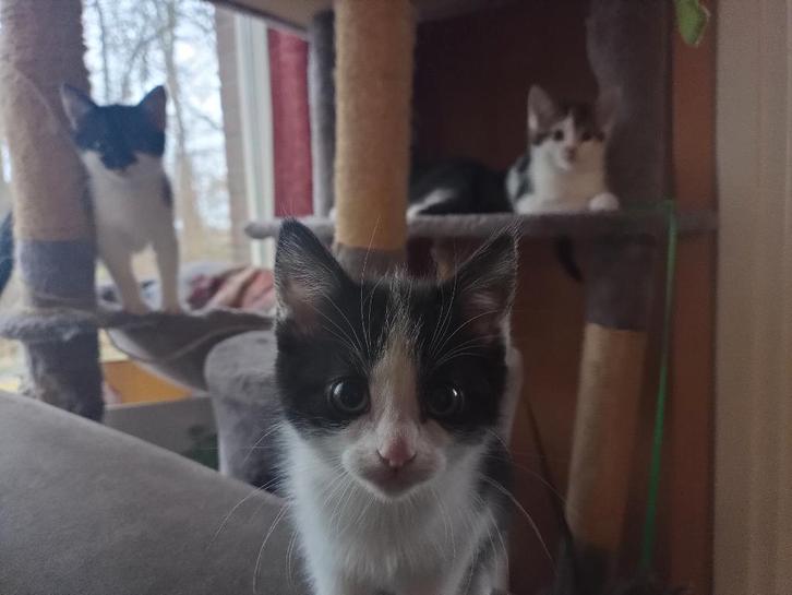 De liefste kerstkadootjes, Dieren en Toebehoren, Katten en Kittens | Overige Katten, Kortharig, Meerdere dieren, 0 tot 2 jaar