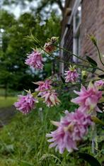 Akelei zaden uit biologische tuin, Tuin en Terras, Ophalen of Verzenden, Voorjaar, Halfschaduw, Zaad
