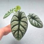 Alocasia Silver Dragon op hydrocultuur, Ophalen of Verzenden, Overige soorten, Minder dan 100 cm