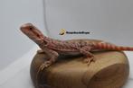 baardagaam Red/orange Trans leatherback het hypo man, Dieren en Toebehoren, Reptielen en Amfibieën, Hagedis, 0 tot 2 jaar