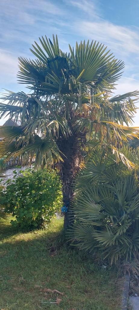 Waaierpalm al vanaf € 4,-, Tuin en Terras, Planten | Tuinplanten, Vaste plant, Overige soorten, Volle zon, Bloeit niet, Ophalen