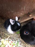 4 lieve hangoorkonijntjes te koop, Meerdere dieren, Dwerg