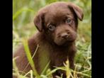 Te koop bijzonder mooie chocolade bruine labrador pups, Dieren en Toebehoren, Honden | Retrievers, Spaniëls en Waterhonden, Labrador retriever
