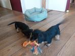 Super leuke ruwharige jack russel x teckel pups!!, Dieren en Toebehoren, Honden | Jack Russells en Terriërs, Jack Russell Terriër
