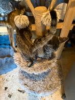 boerderij kittens 10 weken oud, Meerdere dieren, Kortharig, 0 tot 2 jaar