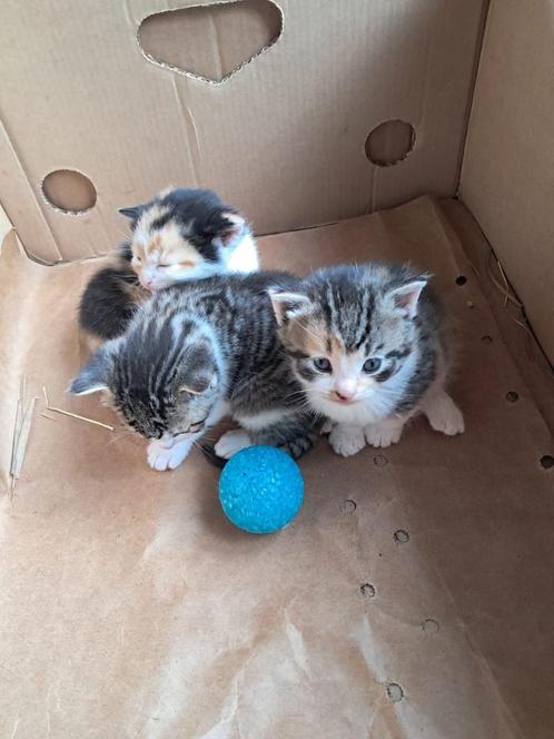 Lieve boerderij kittens, Dieren en Toebehoren, Katten en Kittens | Overige Katten, Kortharig, Meerdere dieren, 0 tot 2 jaar