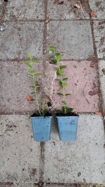 Ligustrum ovalifolium pot gekweekt  beschikbaar voor biedingen
