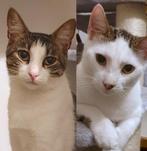 Bijzonder lief duo binnenkatten (3 jaar oud), Dieren en Toebehoren, Katten en Kittens | Overige Katten, Meerdere dieren, Kortharig