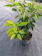 Prunus lusitanica angustifolia-- portugese laurier 40-50 cm, Ophalen, Vaste plant, Overige soorten, Halfschaduw