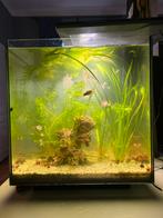 Superfish Qubic 60L aquarium inclusief vissen en toebehoren, Dieren en Toebehoren, Ophalen of Verzenden, Gevuld zoetwateraquarium