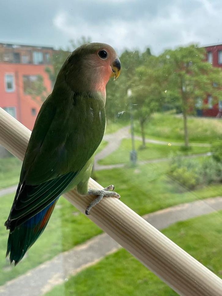 Prachtige Lieve Hand Tamme Agapornis Dwergpapegaai Lovebird, Dieren en Toebehoren, Vogels | Parkieten en Papegaaien, Dwergpapegaai of Agapornis