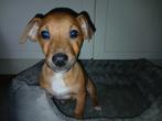 Jack Russel pups, Dieren en Toebehoren, Honden | Jack Russells en Terriërs, Parvo, Jack Russell Terriër, 8 tot 15 weken, Meerdere
