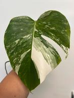 Monstera Deliciosa Albo Variegata gewortelde stek, Ophalen of Verzenden