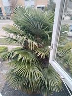 Palmboom, 100 tot 250 cm, Zomer, Palmboom, Ophalen