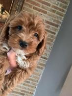 Schitterende Mini Doodle pups, Dieren en Toebehoren, Honden | Chihuahua's en Gezelschapshonden, Overige rassen, CDV (hondenziekte)