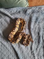 Kongings python, Slang