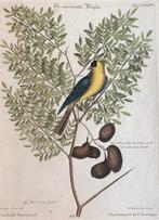 antieke prent Amerikaanse distelvink of wilde kanarie, Ophalen of Verzenden