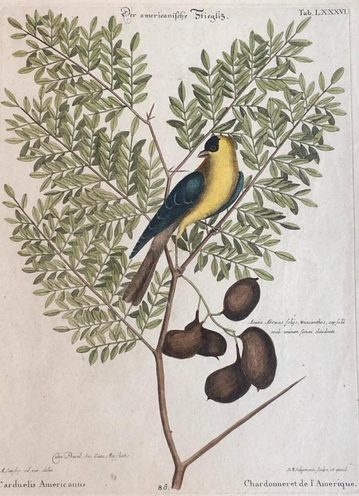 antieke prent Amerikaanse distelvink of wilde kanarie, Antiek en Kunst, Kunst | Etsen en Gravures, Ophalen of Verzenden