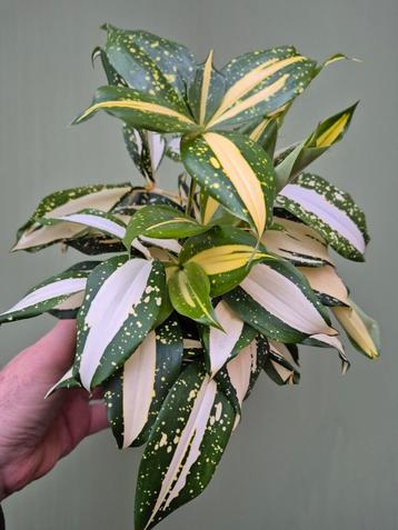 Dracaena Milky Way p12  beschikbaar voor biedingen