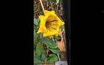 Solandra  maxima ,gratis, Tuin en Terras, Planten | Tuinplanten, Ophalen, Overige soorten, Volle zon