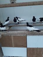 Ekster Tuimelaars, Dieren en Toebehoren, Meerdere dieren, Tuimelaar of Roller