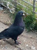 Takla duiven, Meerdere dieren, Tuimelaar of Roller