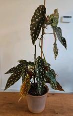 Kamerplant: stippenbegonia / stippenplant +/- 55 cm, Ophalen, Overige soorten, Halfschaduw, In pot