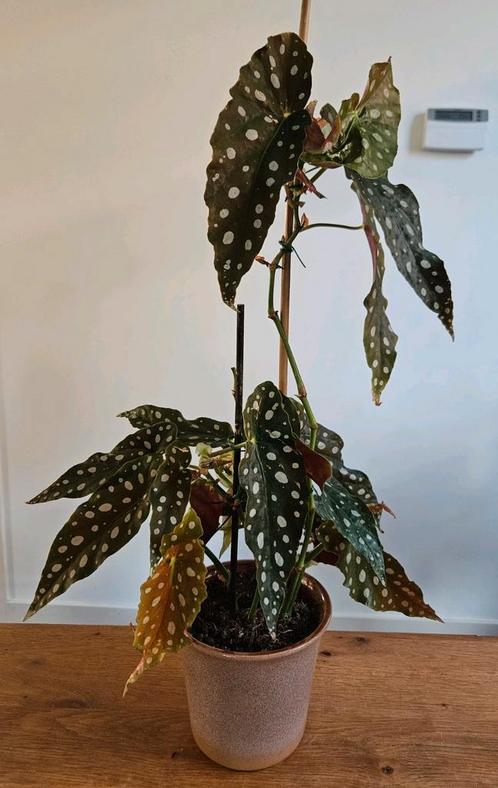 Kamerplant: stippenbegonia / stippenplant +/- 55 cm, Huis en Inrichting, Kamerplanten, Overige soorten, Minder dan 100 cm, Groene kamerplant